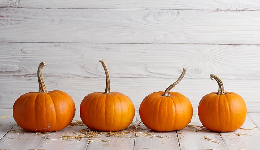 Four Pumpkins lined up against light grey background